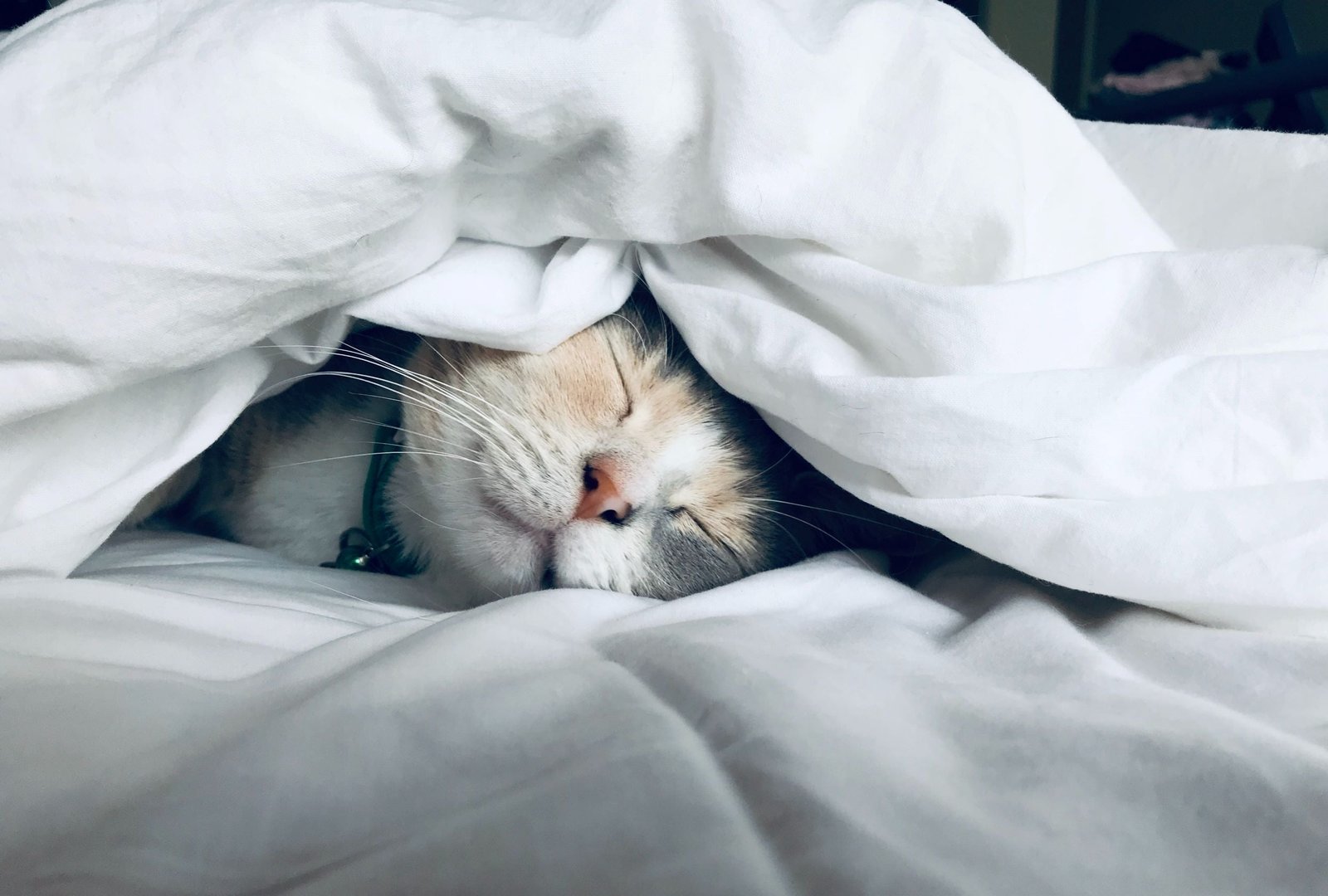 cat sleeping undercover